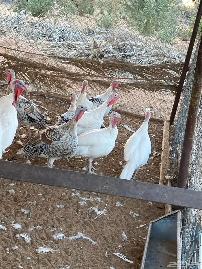 دجاج رومي تصانيف ممتازة وخالي من الامراض 1