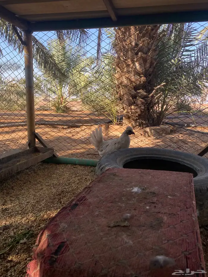 طلب ديك كويتي 3