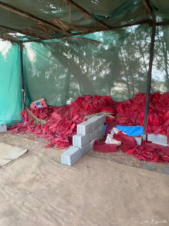 اكياس بصل جديده 1