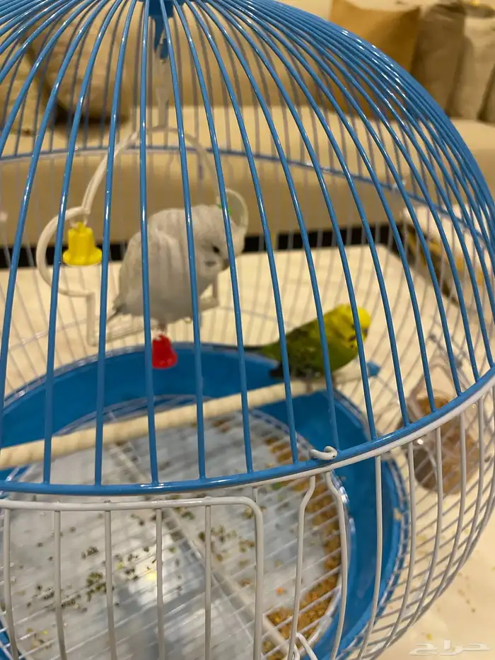 طيور الحب طيور جوزين 5