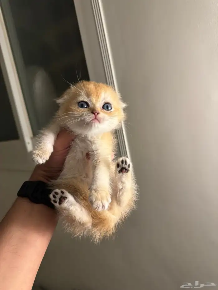 ذكر سكوتش فولد بيور للبيع 3