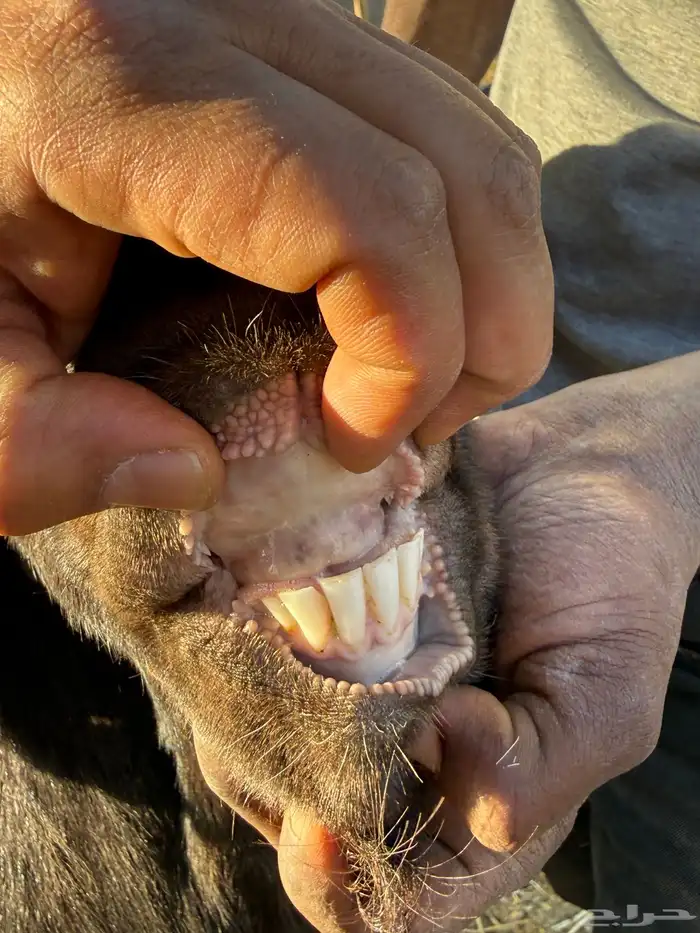 فحول بورقوت اصل - وعارضي ابيض - ومطور 8