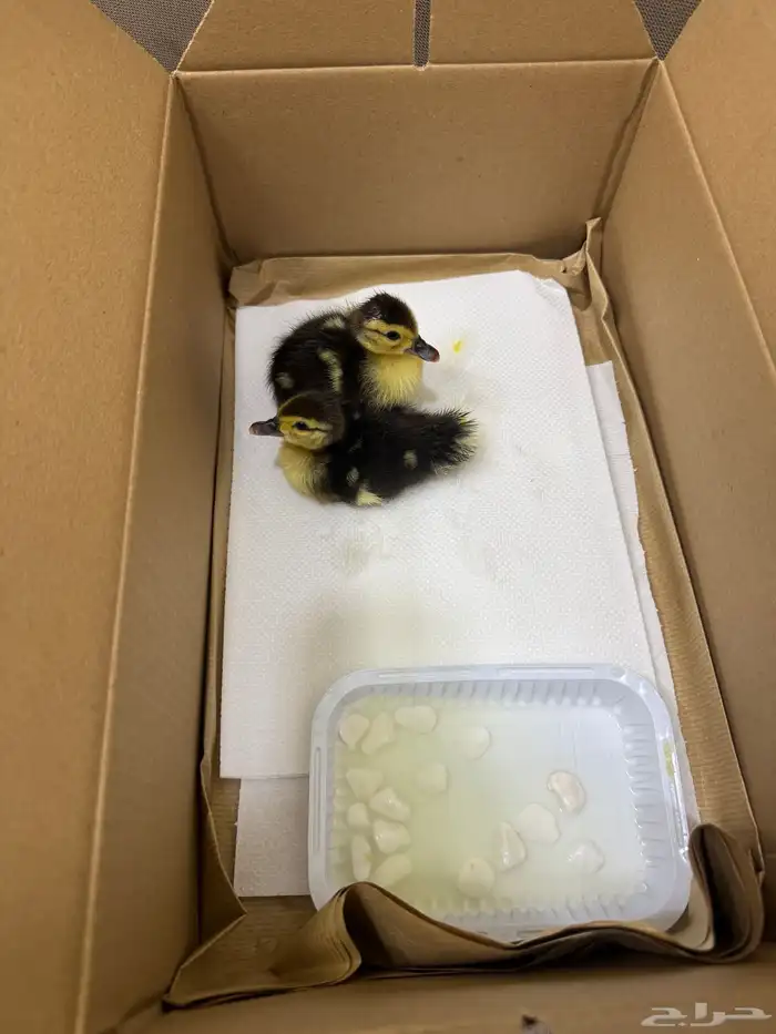 بط عمره يومين ب 10 1