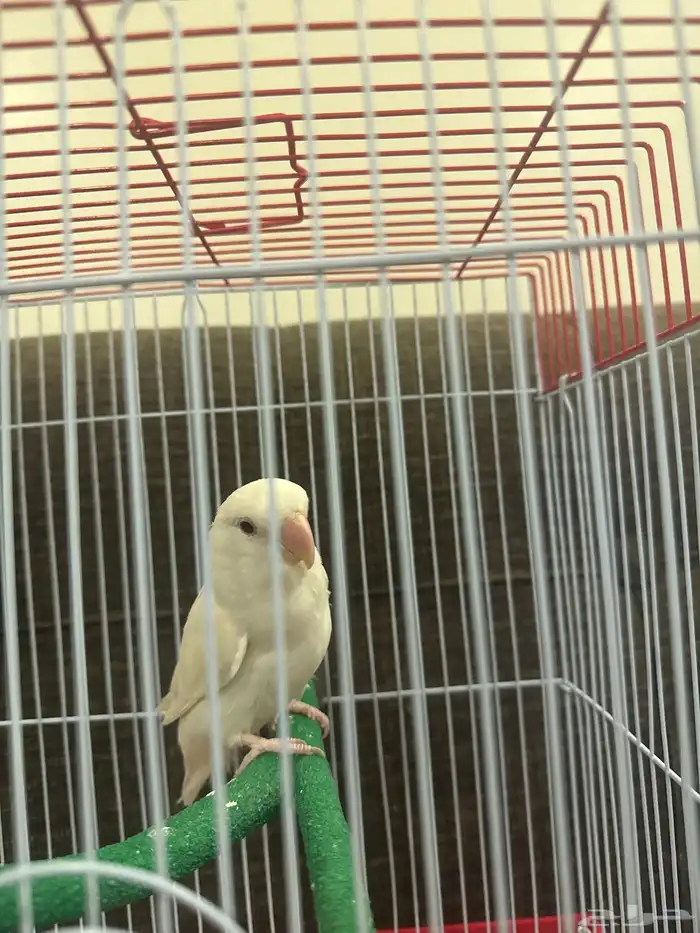 طير روز البينو 3