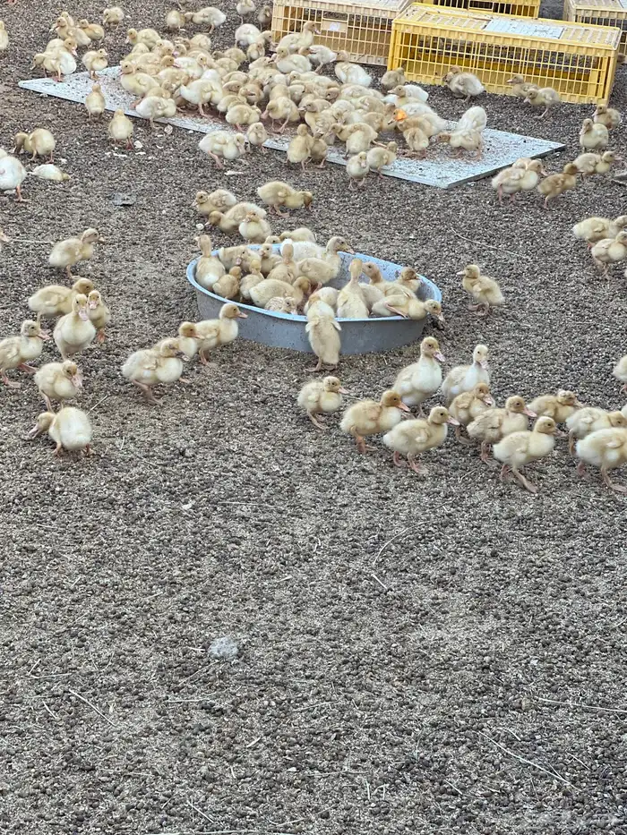 صوص بكين العمر فوق 20 يوم 0