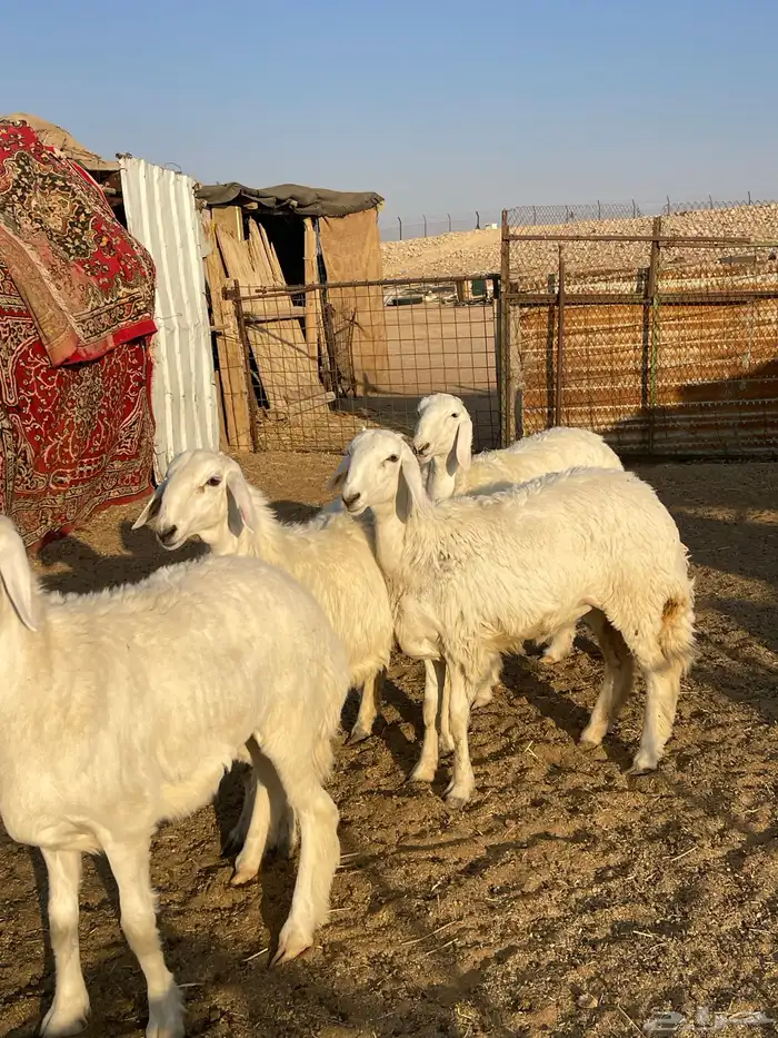 رخال صنف حرش مراح 0