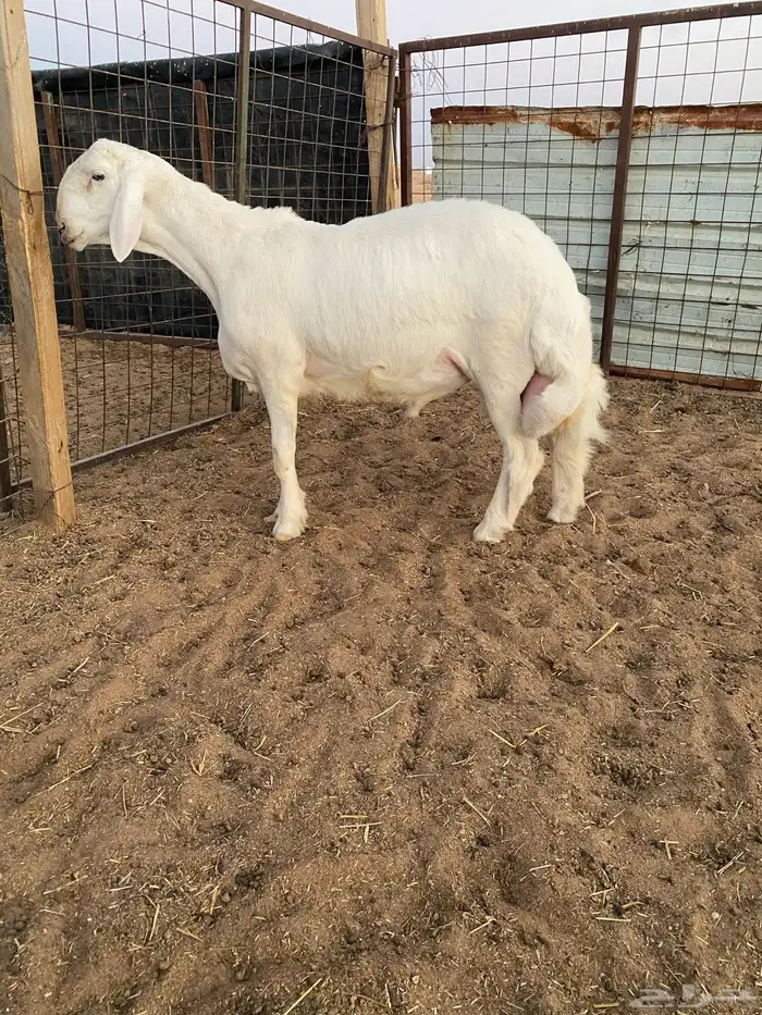 طلي حري صنف ونادر راس ملكي 5