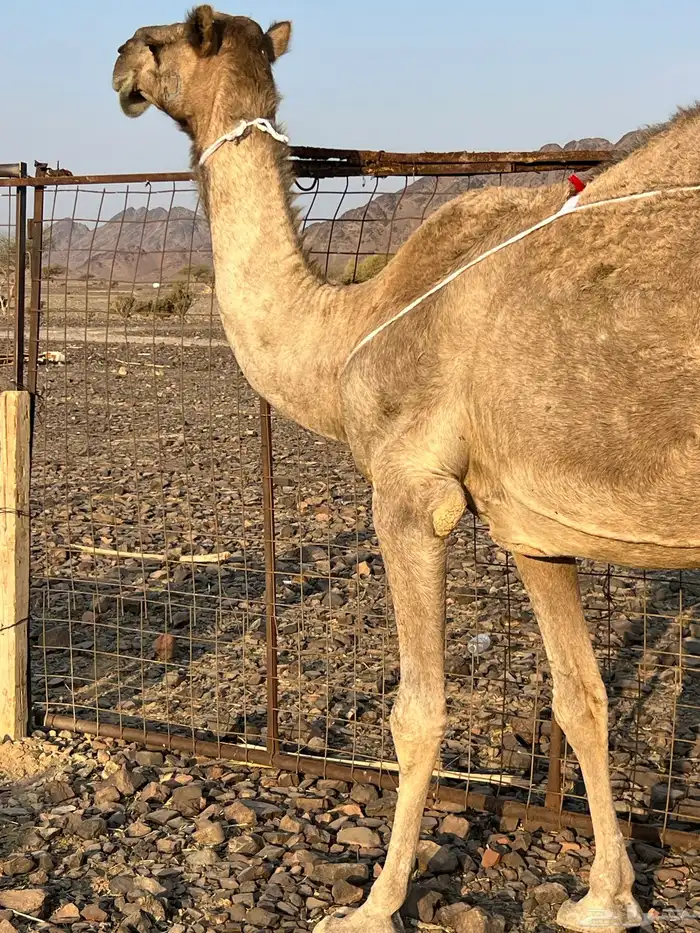 ساحليه تحتها بكره ناقه لبن ب 10500 يبلاش 6