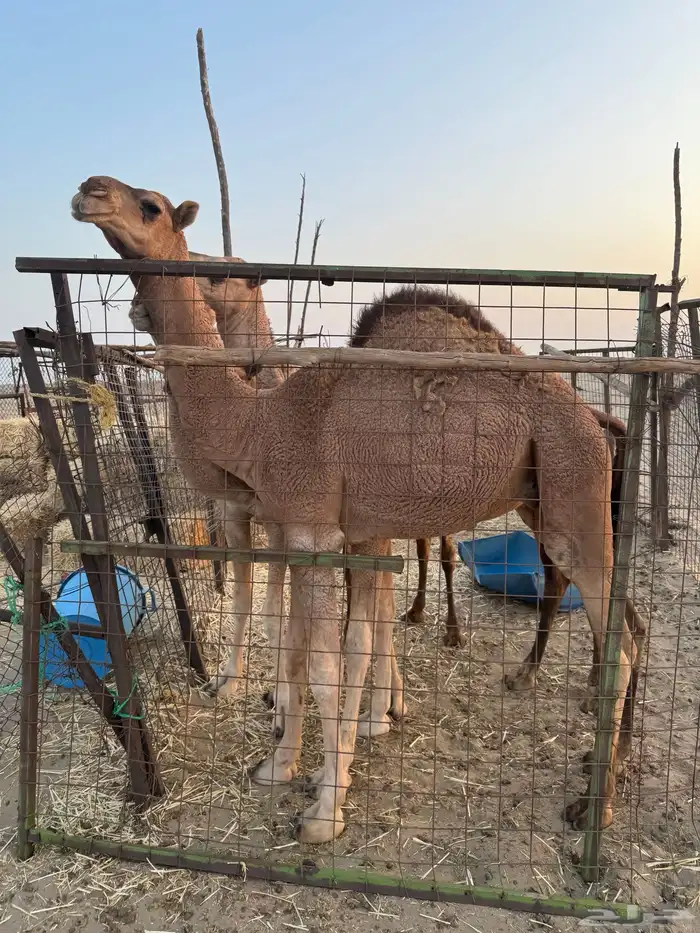 بعير احمر شمالي مشروط 6