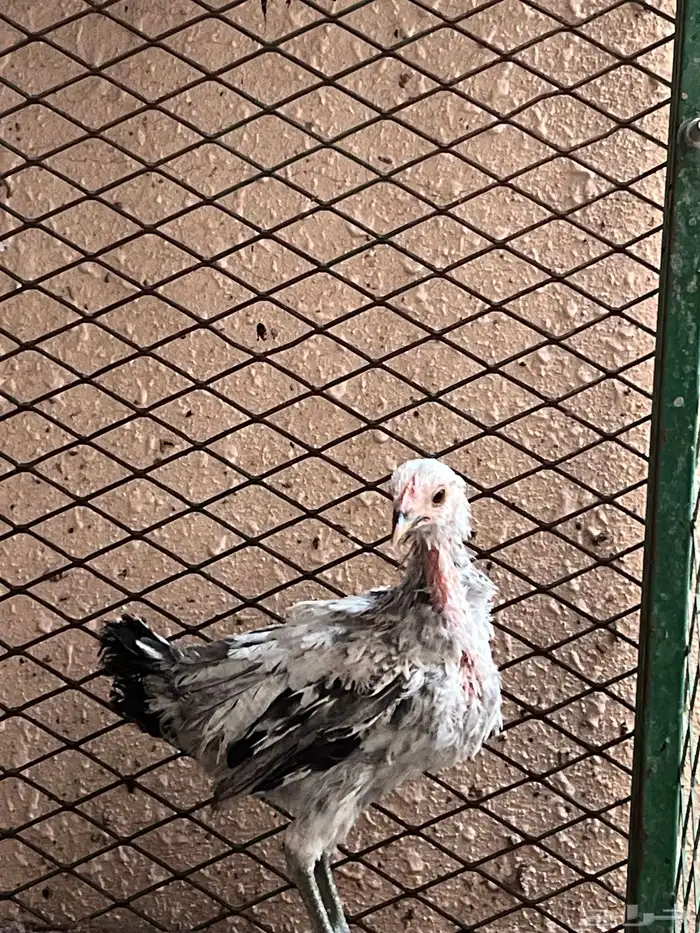 4 دجاجات وديك للبيع 4