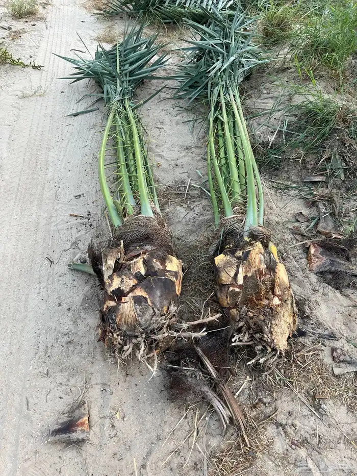 يوجدلديناجميع انواع انخل العربي والواشنطن ازينه للبيع 3