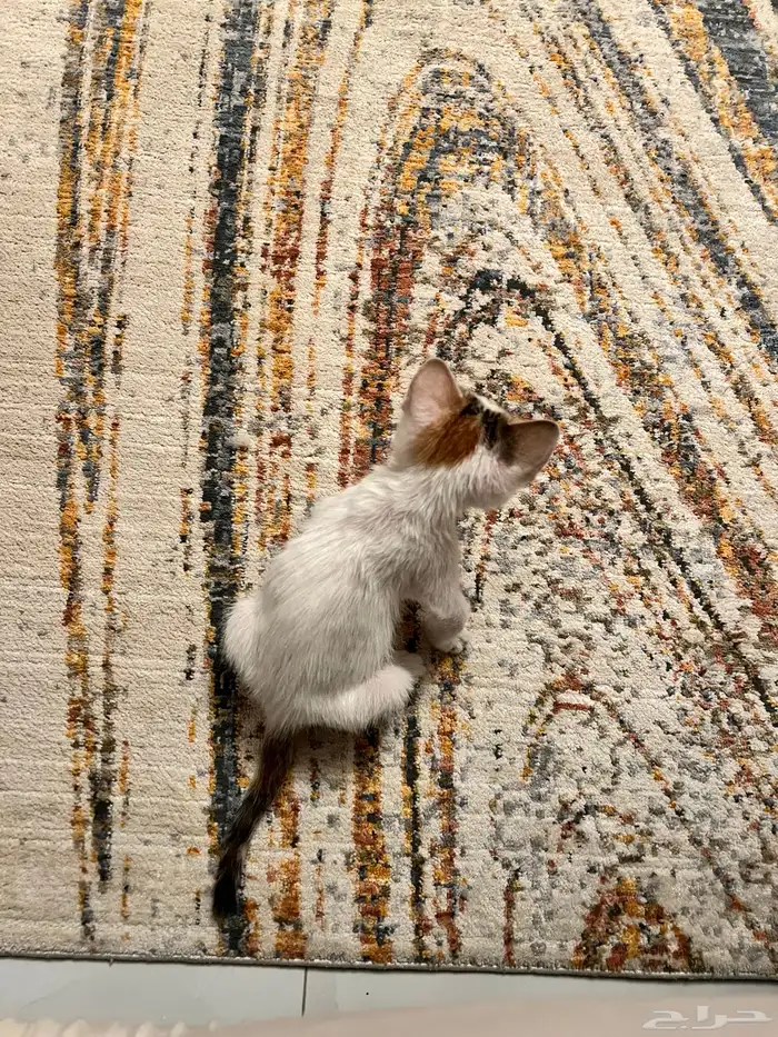 قطه كتن منقذه للتبني 0