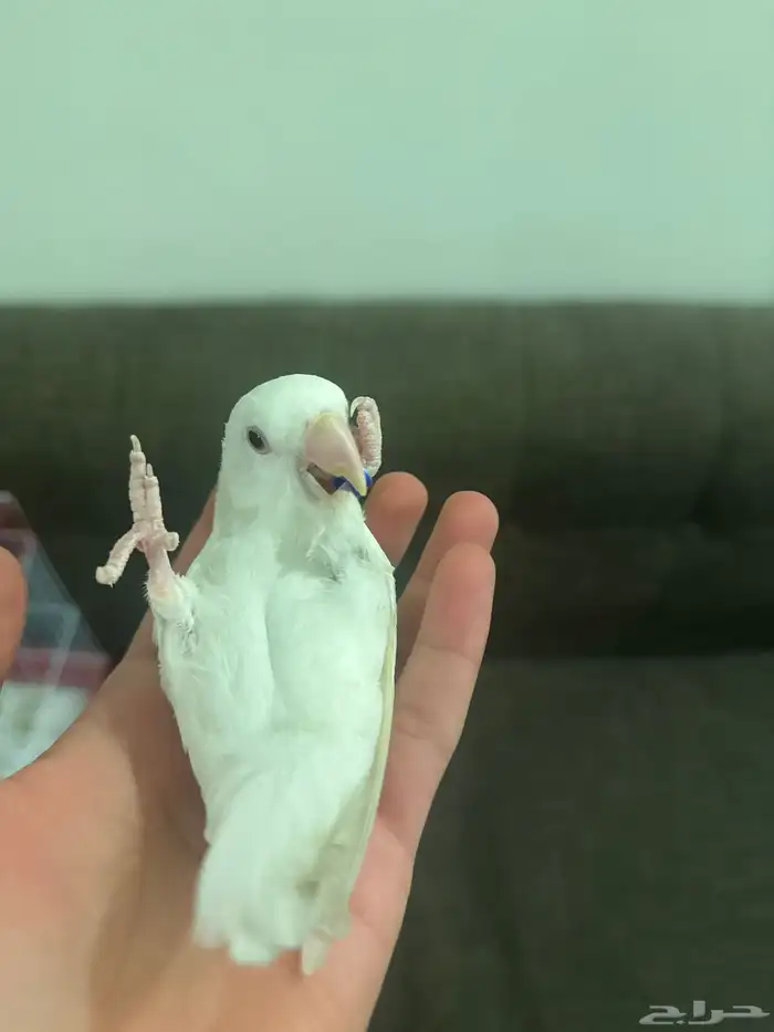 طير روز البينو 2