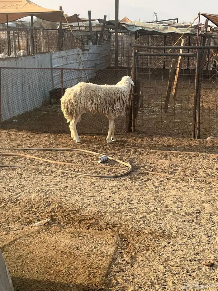 طلي فحل مشروط ( تم البيع) 1