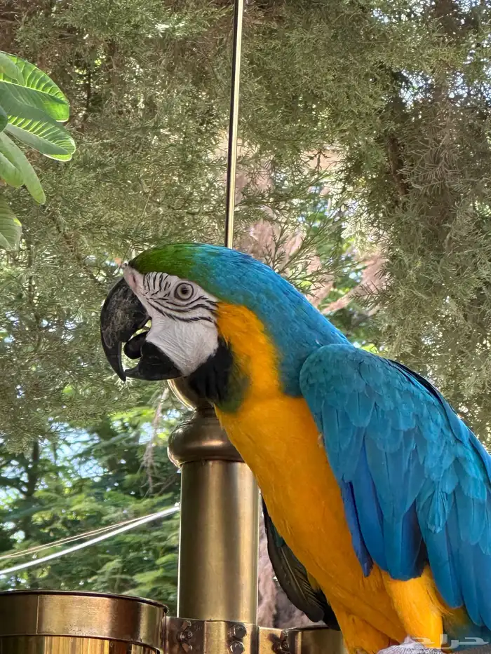 ببغاء مكاو هدد متكلم 0