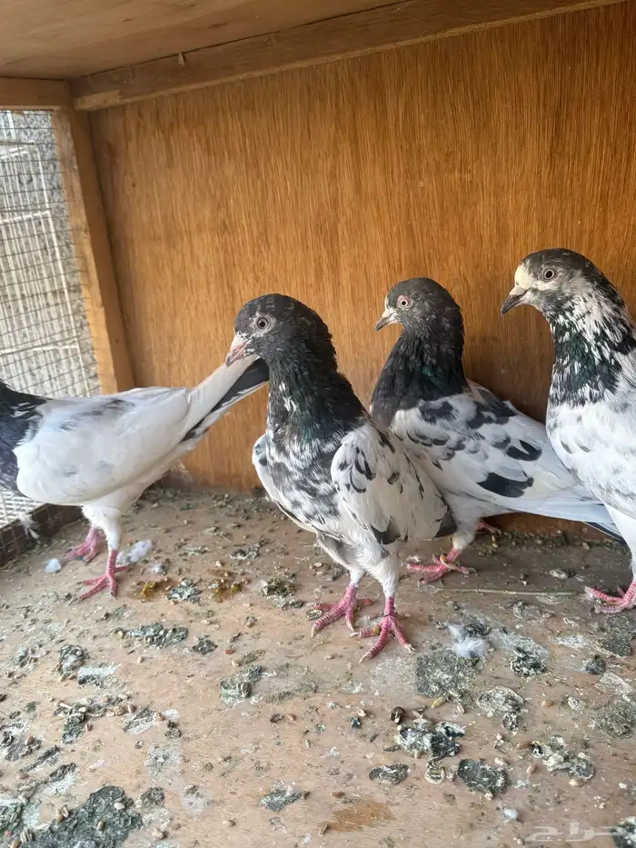 حمام باكستاني 3