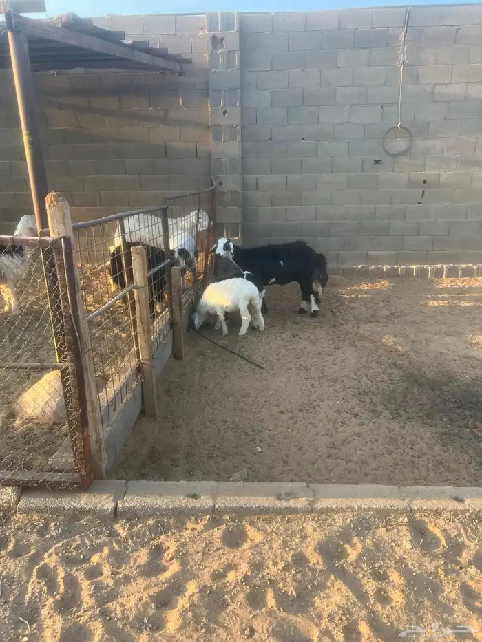 نجديه معها رخل وخروف 3