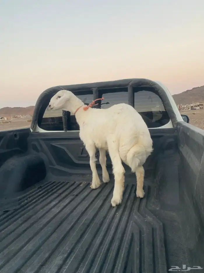 خروف ذبيحه فاخر 2