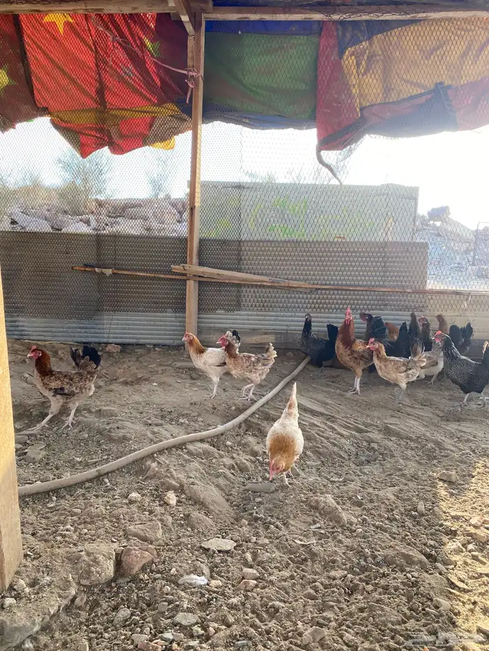 دجاج بلدي بياض شرط فواتح حمر 18