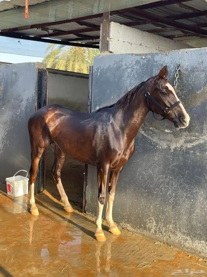 فرس شعبيه لقاح 1