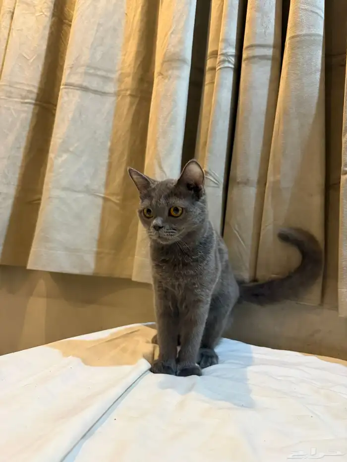 البيع قطط سكوتش 2