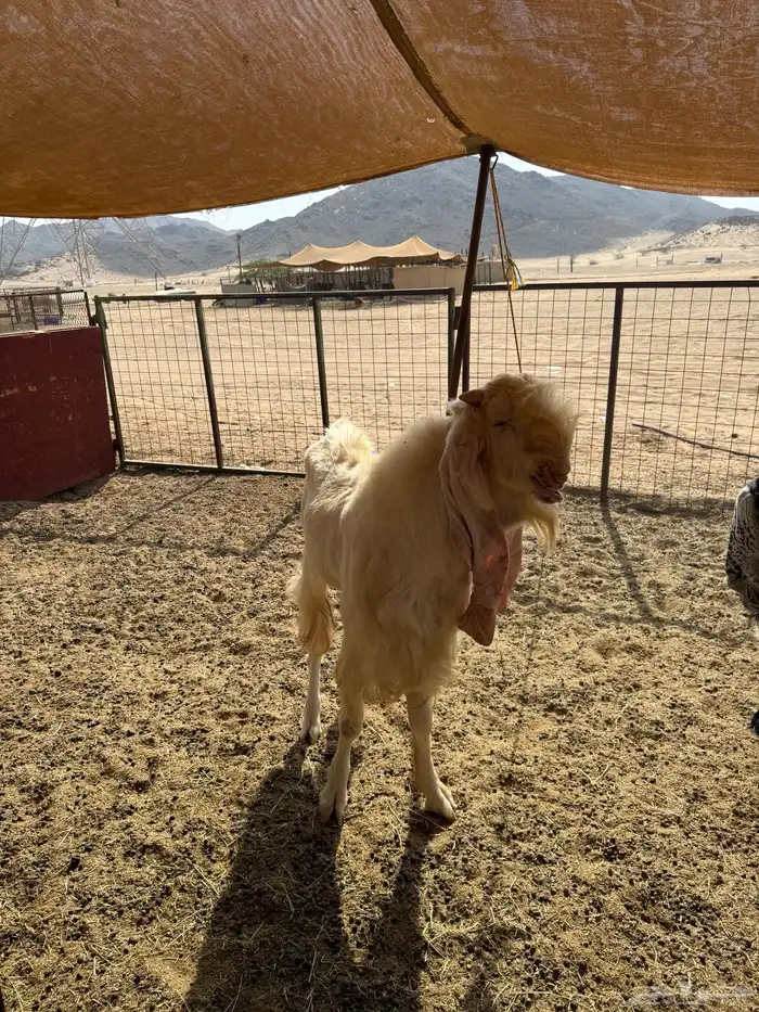 للبيع تيس فحل هولندي مشروط 2