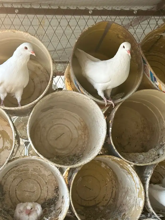 حمام فرنسي فاخر 5