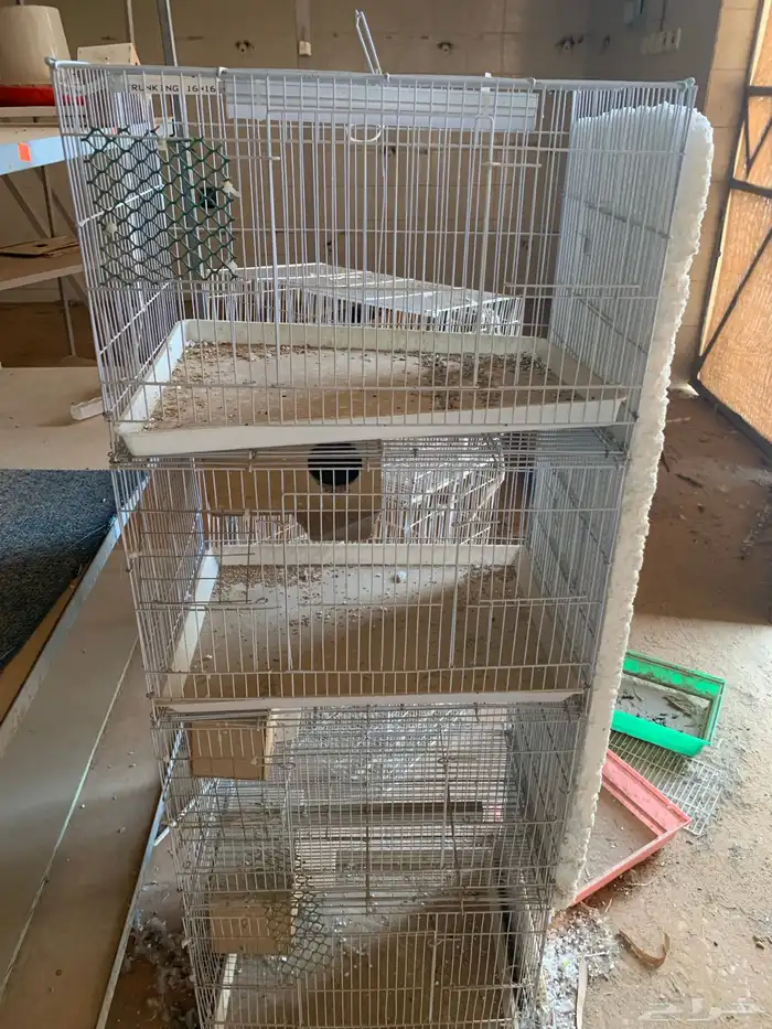 شبوك عرض طيور زينه 1