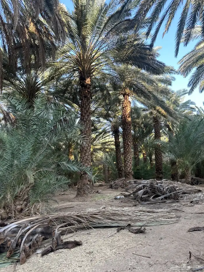 جريد الي يبيه يتواصل معاي 0