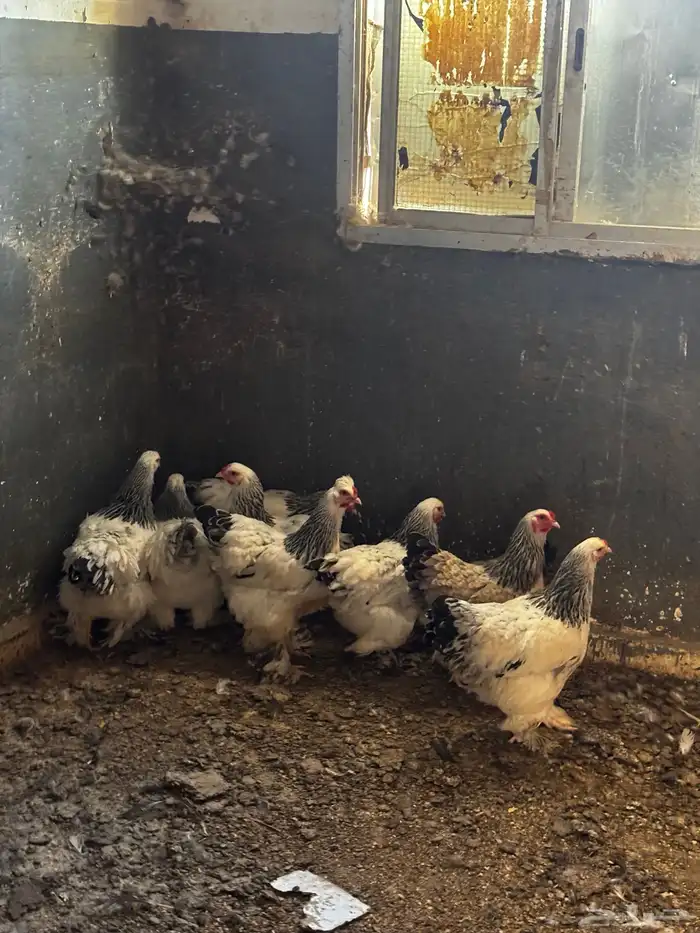 دجاج براهما للبيع 0