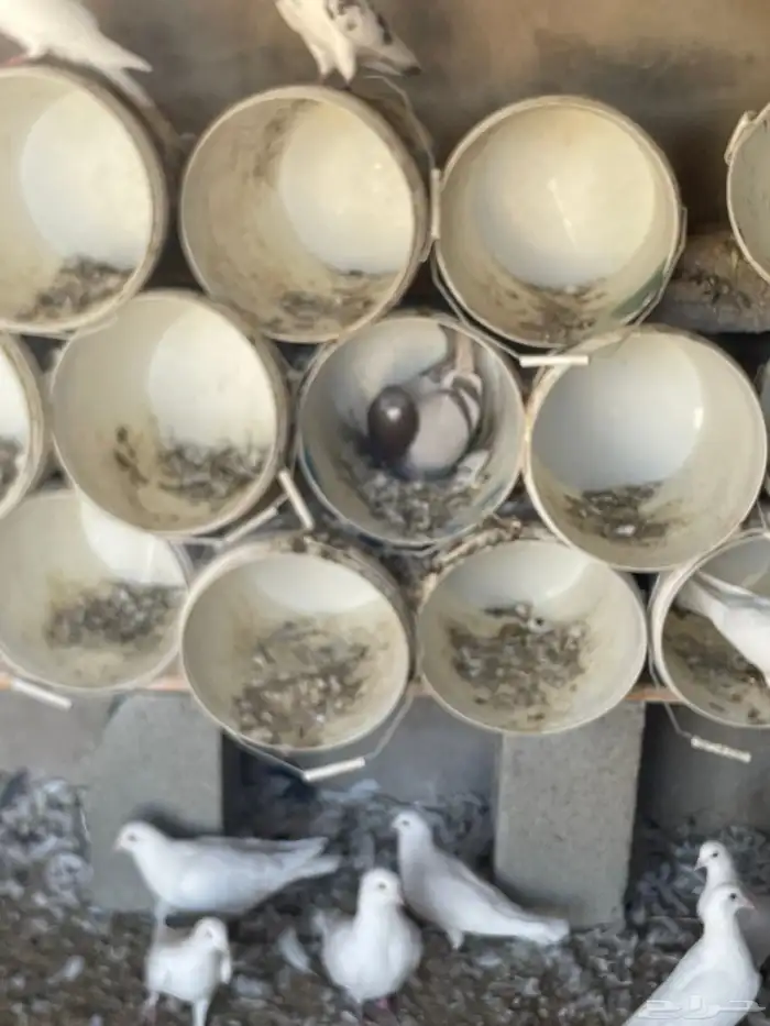 حمام للبيع زاجل وفرنسي حوالي 75جوز يزيد اوينقص 85 منتج 2