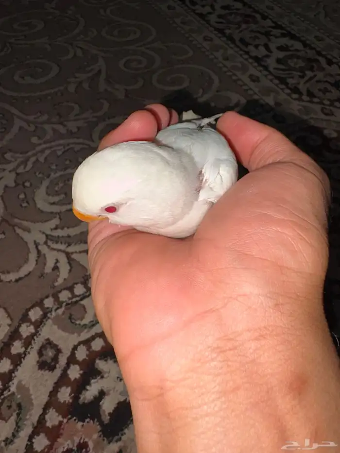 فرخ روز البينو ابيض وعيون حمر 5