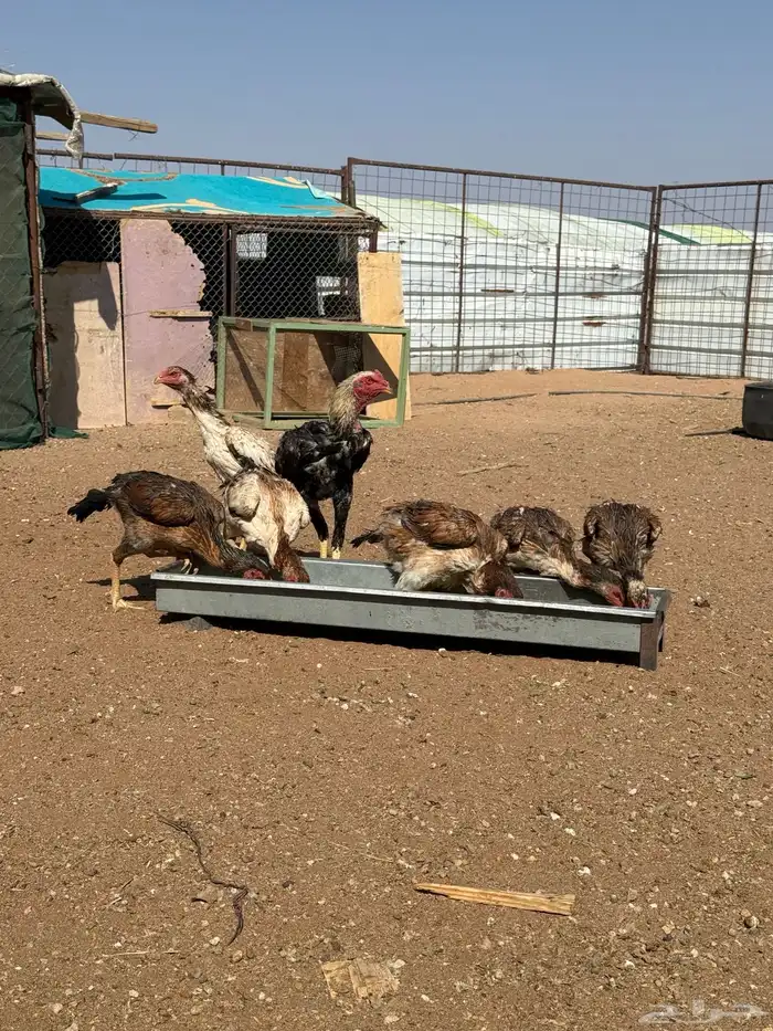 دجاج شامو ياباني 10