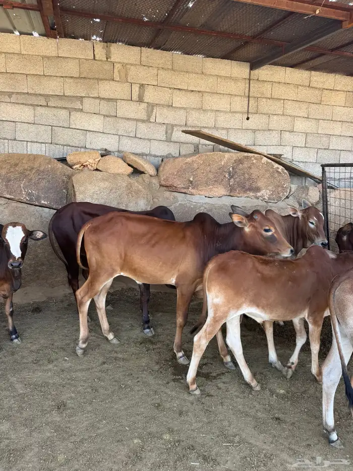 حسلان للبيع بلدي 1