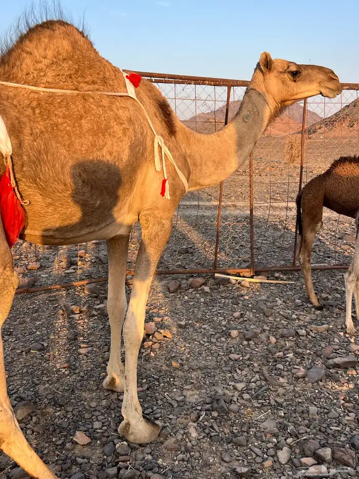 بكره ثنو تحتها بكره حمرا تملى ام 60 ب 11500 تم البيع 1