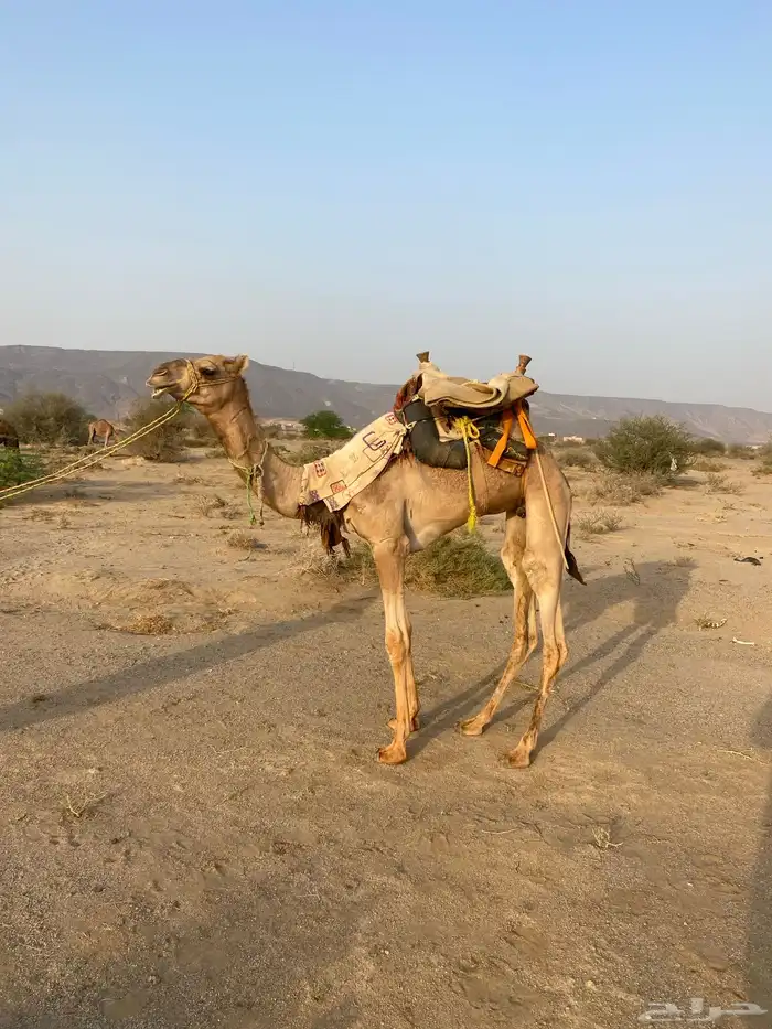 قعود ركبي سنه لقي 1