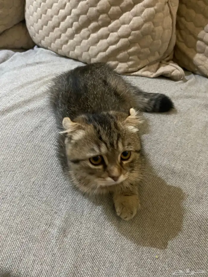 قطه للبيع سكوتش 0