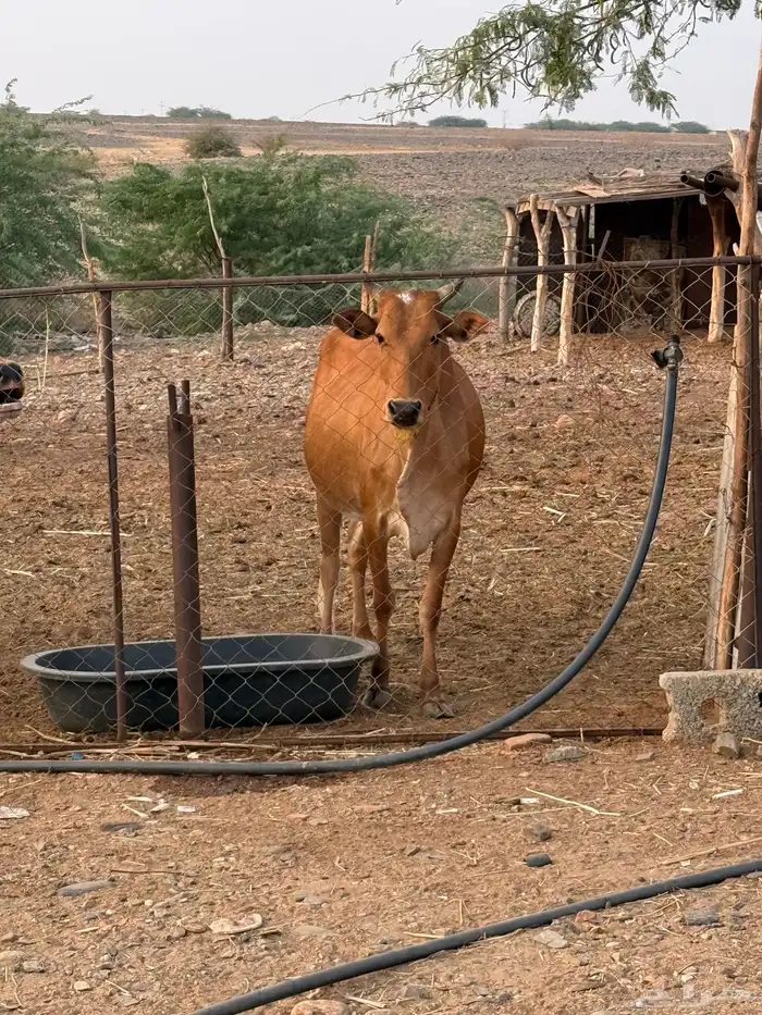 بقره دافع للبيع 0