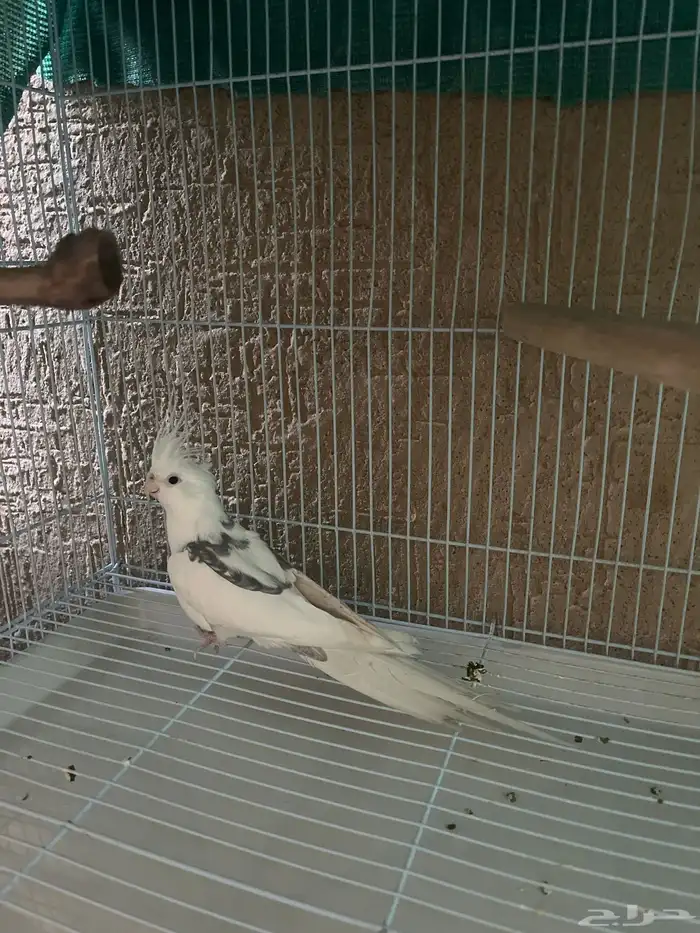 جوز كروان تركيب جديد 2