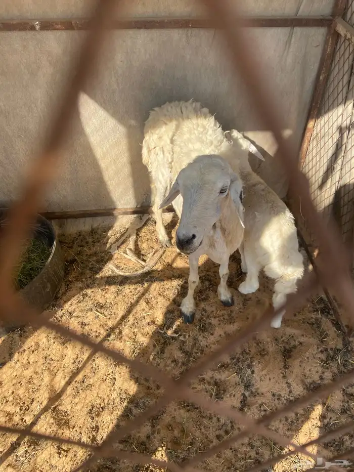 للبيع حريه مع بنتها 3