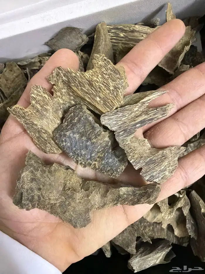 عود ترات تايلاندي 1