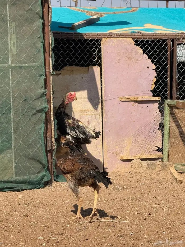 دجاج شامو ياباني 16