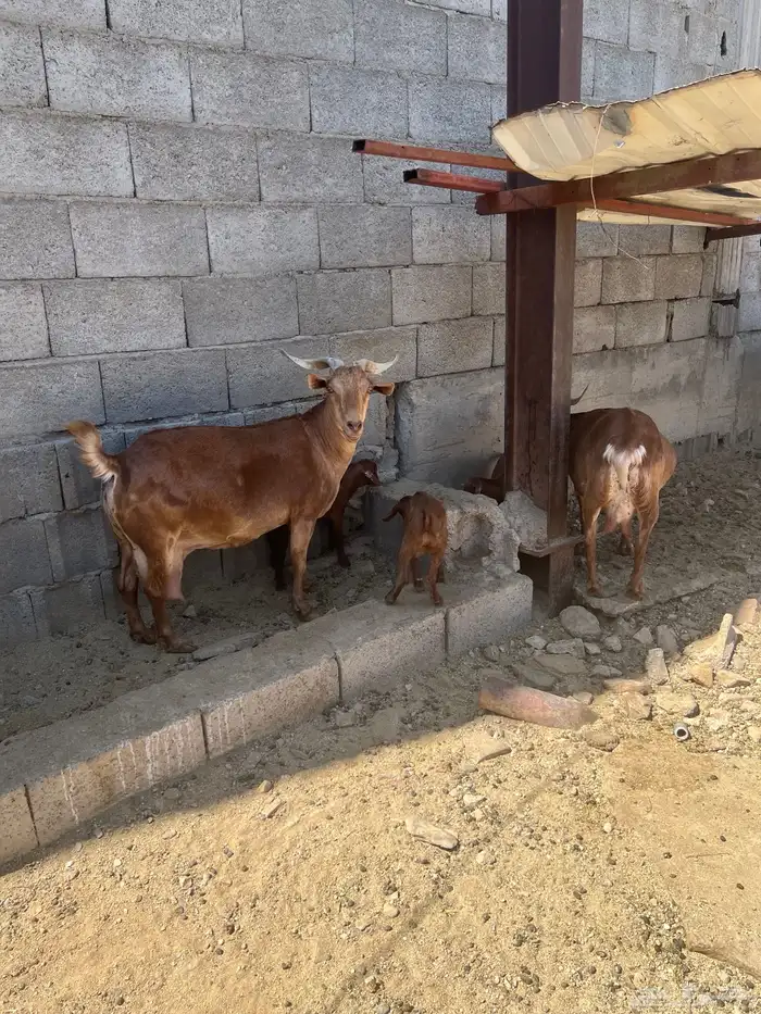 معزاء حص دهم كفوو 4