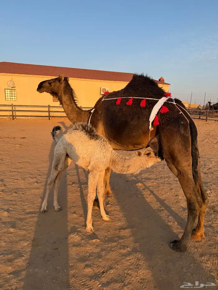 ناقه خلفه مصغر مجهم 0