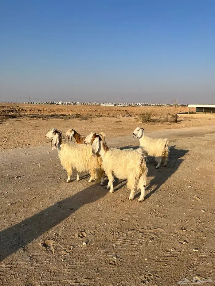 معزا بيض مشاريك مصريه جروم فاخره طيبه دفيع مضاريع سونار 1