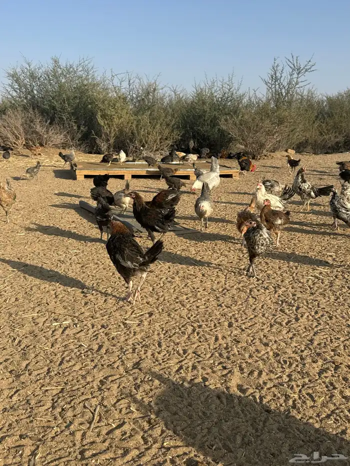 دجاج بلدي فيوم 3