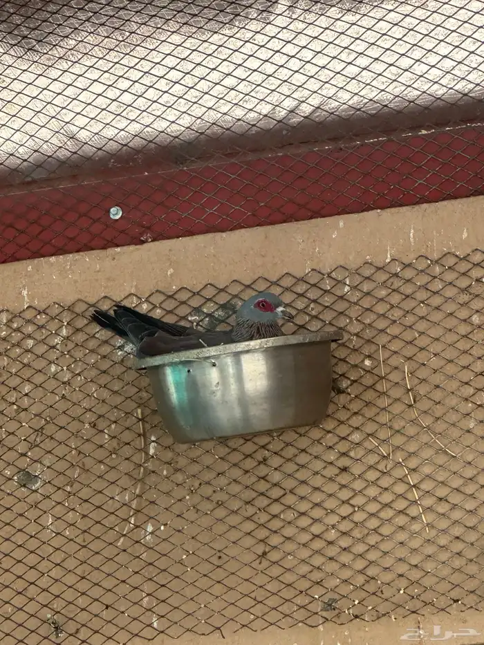 حمام ابو جفن افريقي حجم جامبو 5