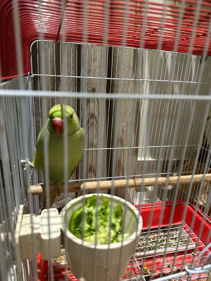 ببغاء الدرة 4