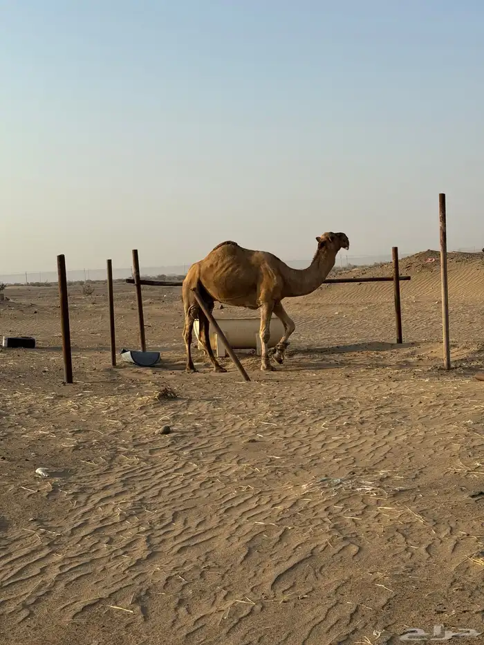 بعير احمر شمالي مشروط 5