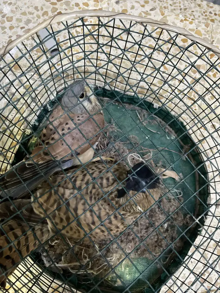 باشق البيع. 0